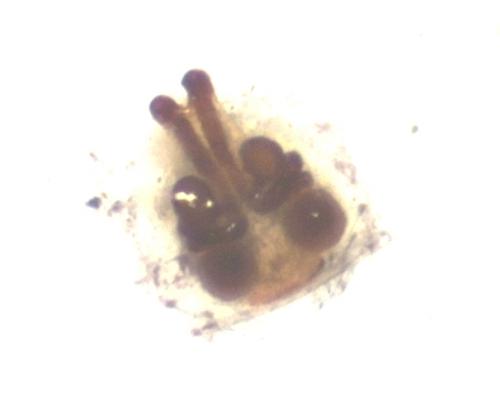 Euryopis episinoides